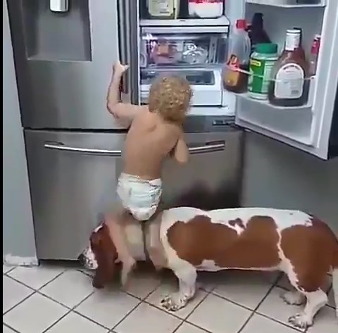 犬が赤ちゃんの冷蔵庫を開けるをの助ける。