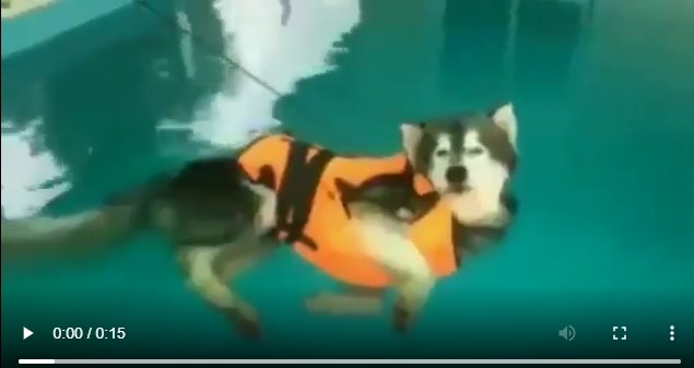 犬の浮き輪練習