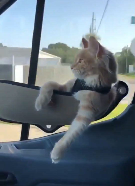 猫シートに乗ってドライブにゃ