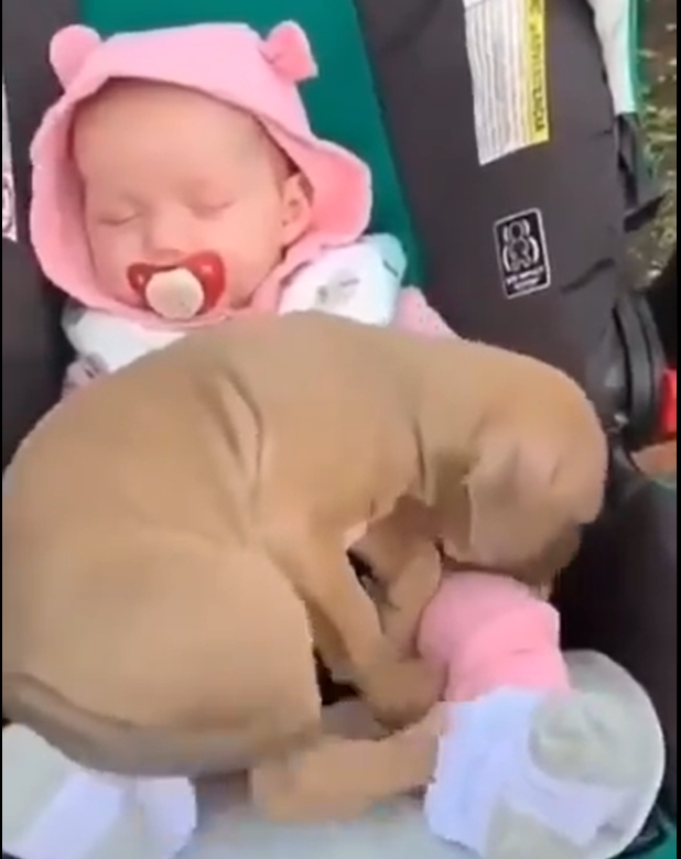赤ちゃんと一緒にるのが幸せすぎてベビーカーの上でも一緒に寝たい犬