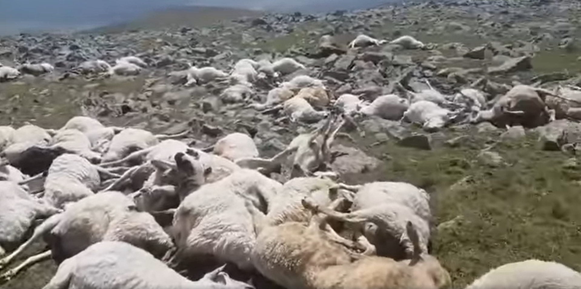 500頭以上の羊が雷に打たれて死亡