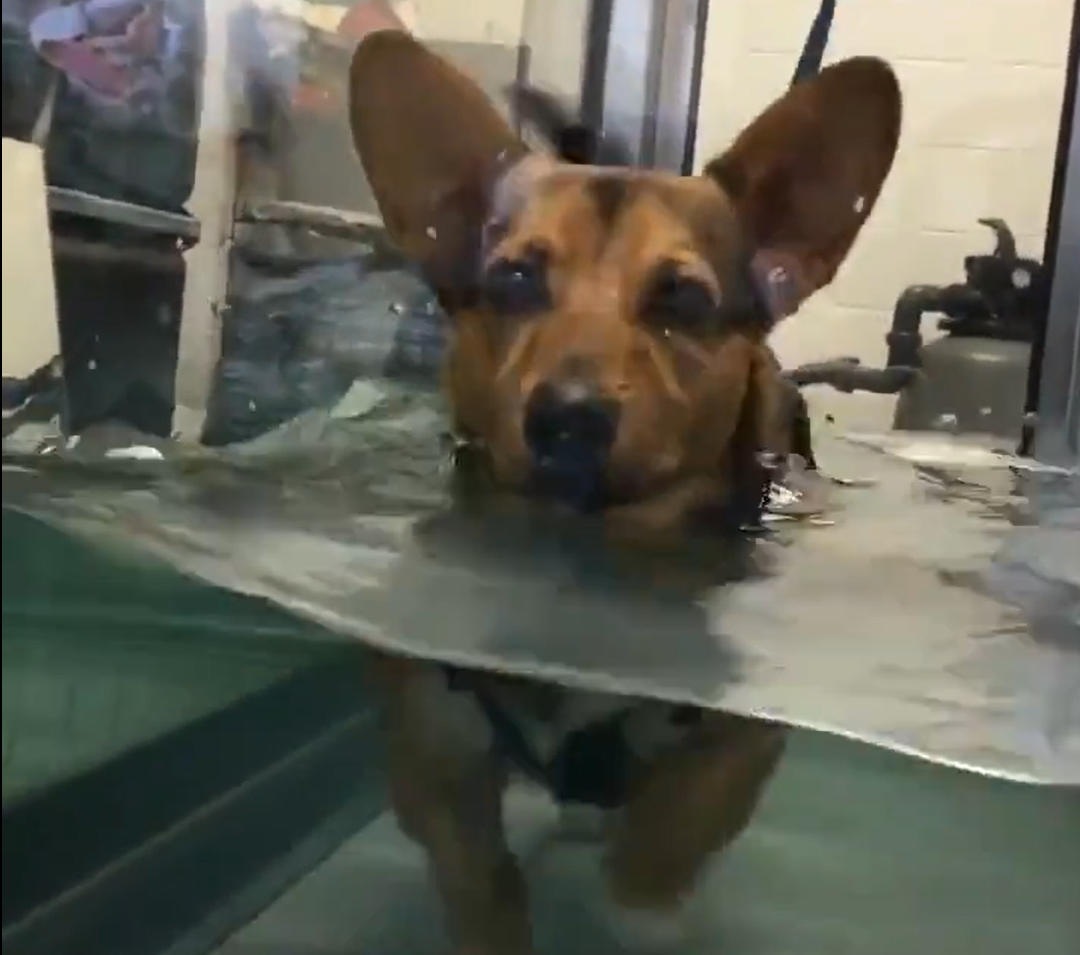 手術後にプールでリハビリをしている子犬