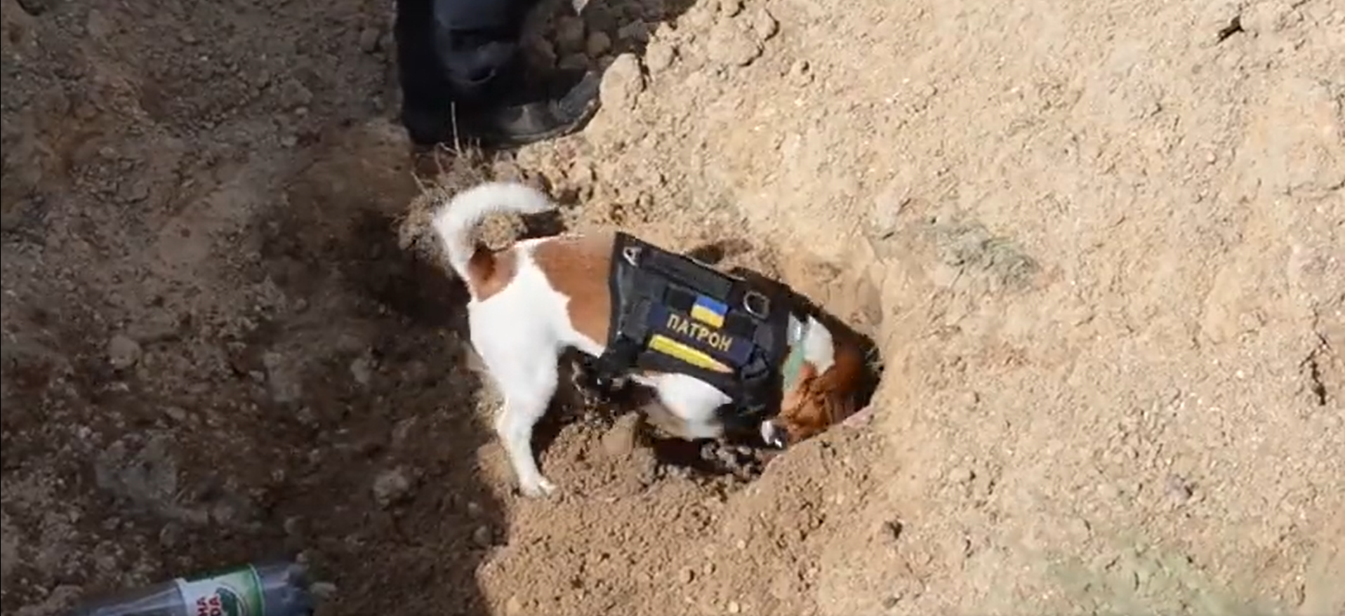 地雷探知犬パトロン-ウクライナの犬の中のスター