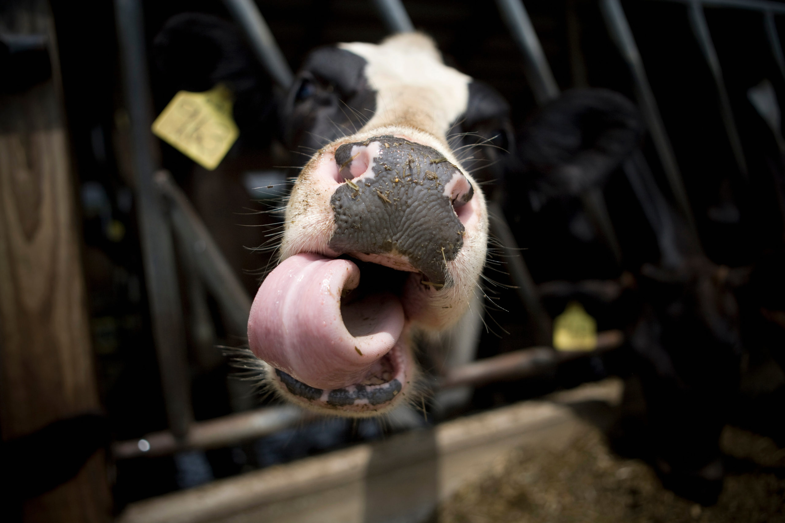 オーストラリアの牛にmRNAワクチンを注射-200頭中35頭即死、残りは食用に