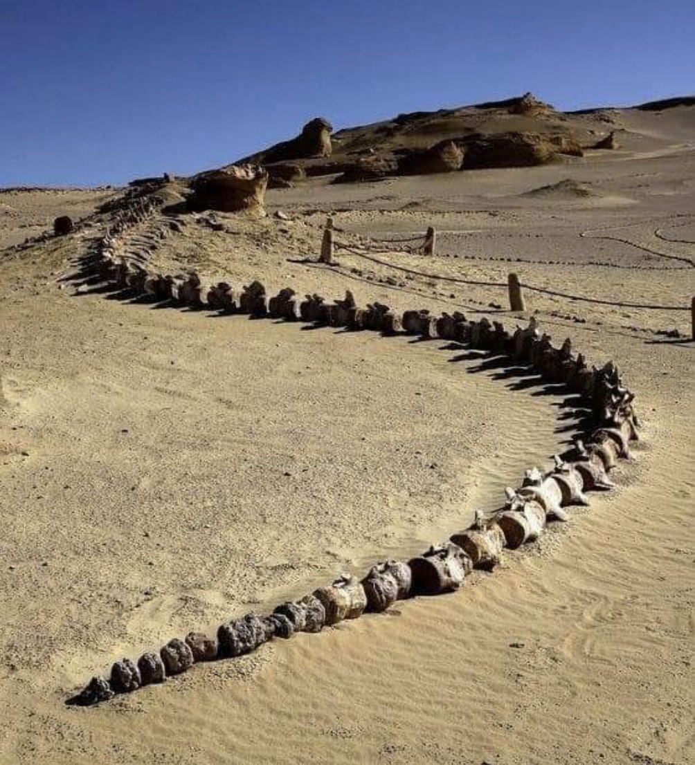 エジプトの砂漠「ワディ・アル・ヒタン」で3700万年前のクジラの骨格（全長65フィート以上）の化石が発見される